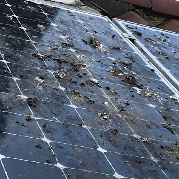 Solar panel showing bird droppings, moss and grime.